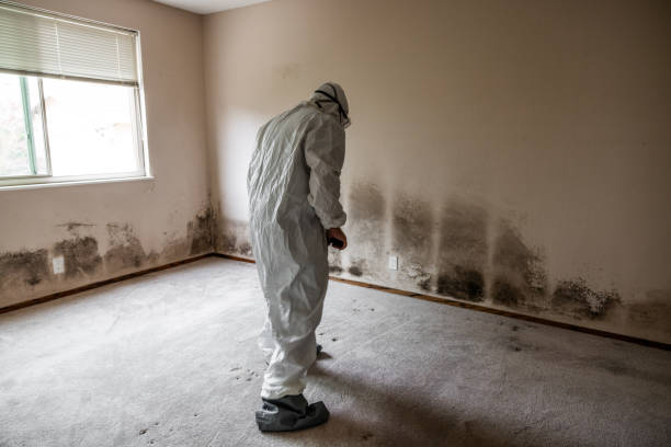 Best Attic Mold Remediation in Inverness, CO